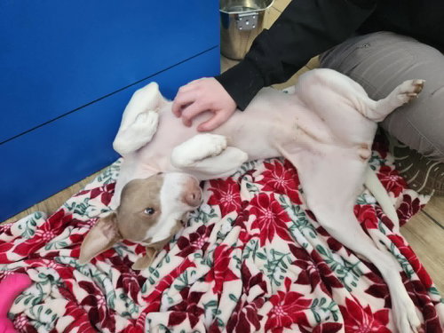 Photo 3 of Molly