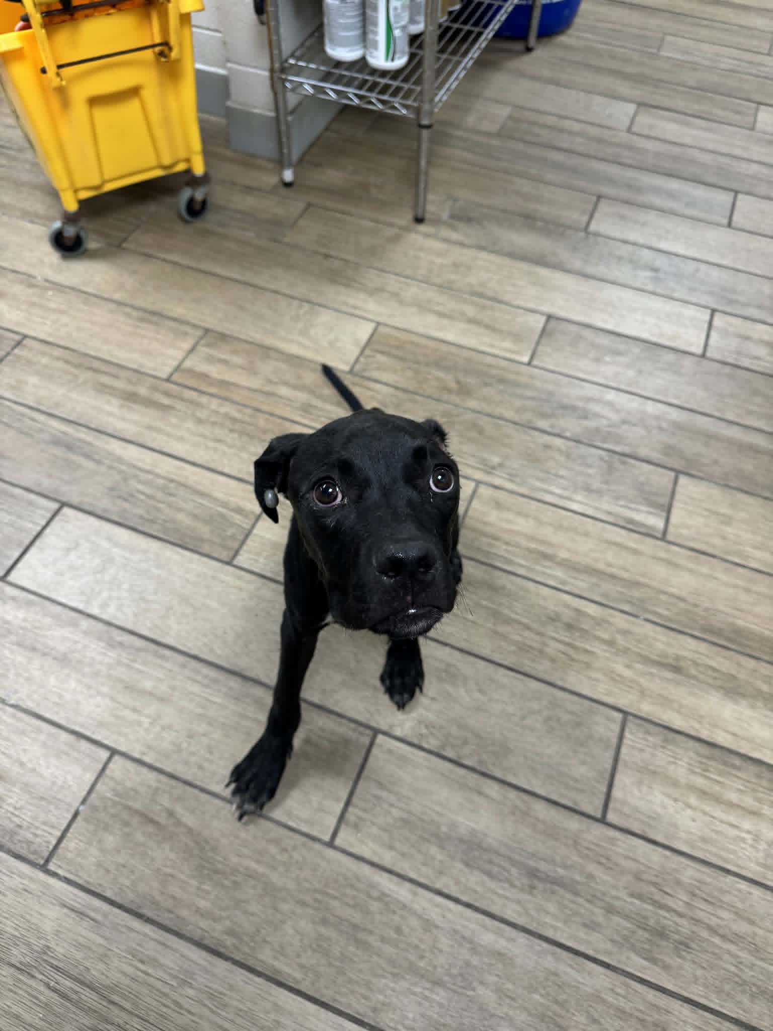 Tommy Pickles - Labrador Retriever