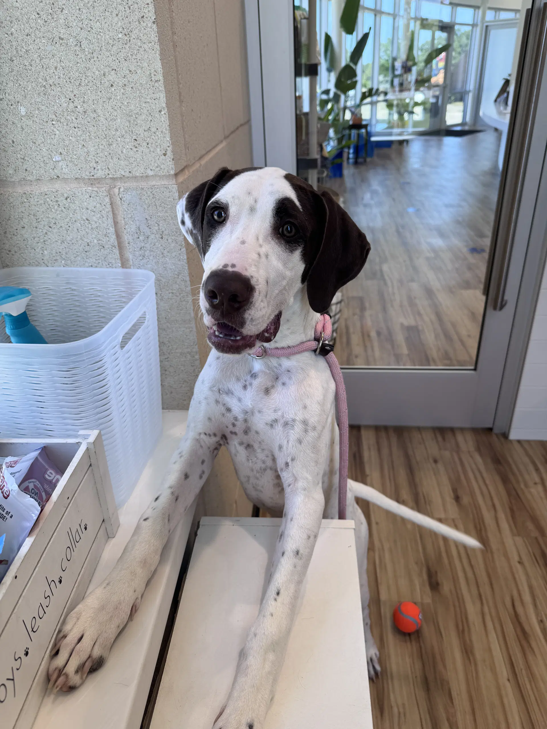 Chato - English Pointer
