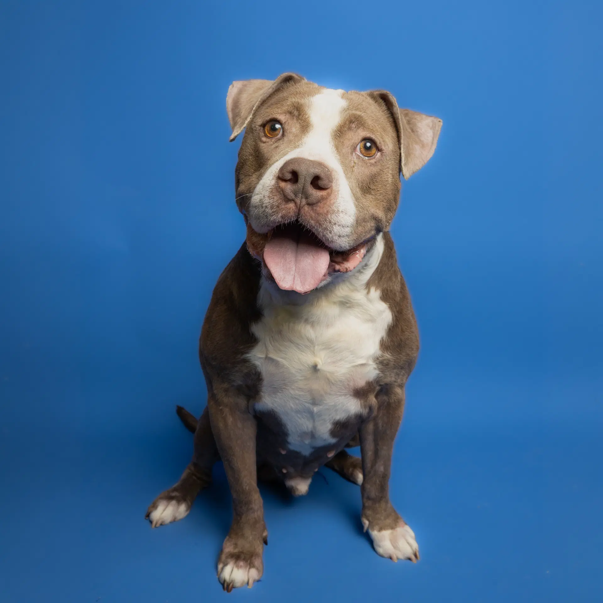 Warrio - Pit Bull Terrier