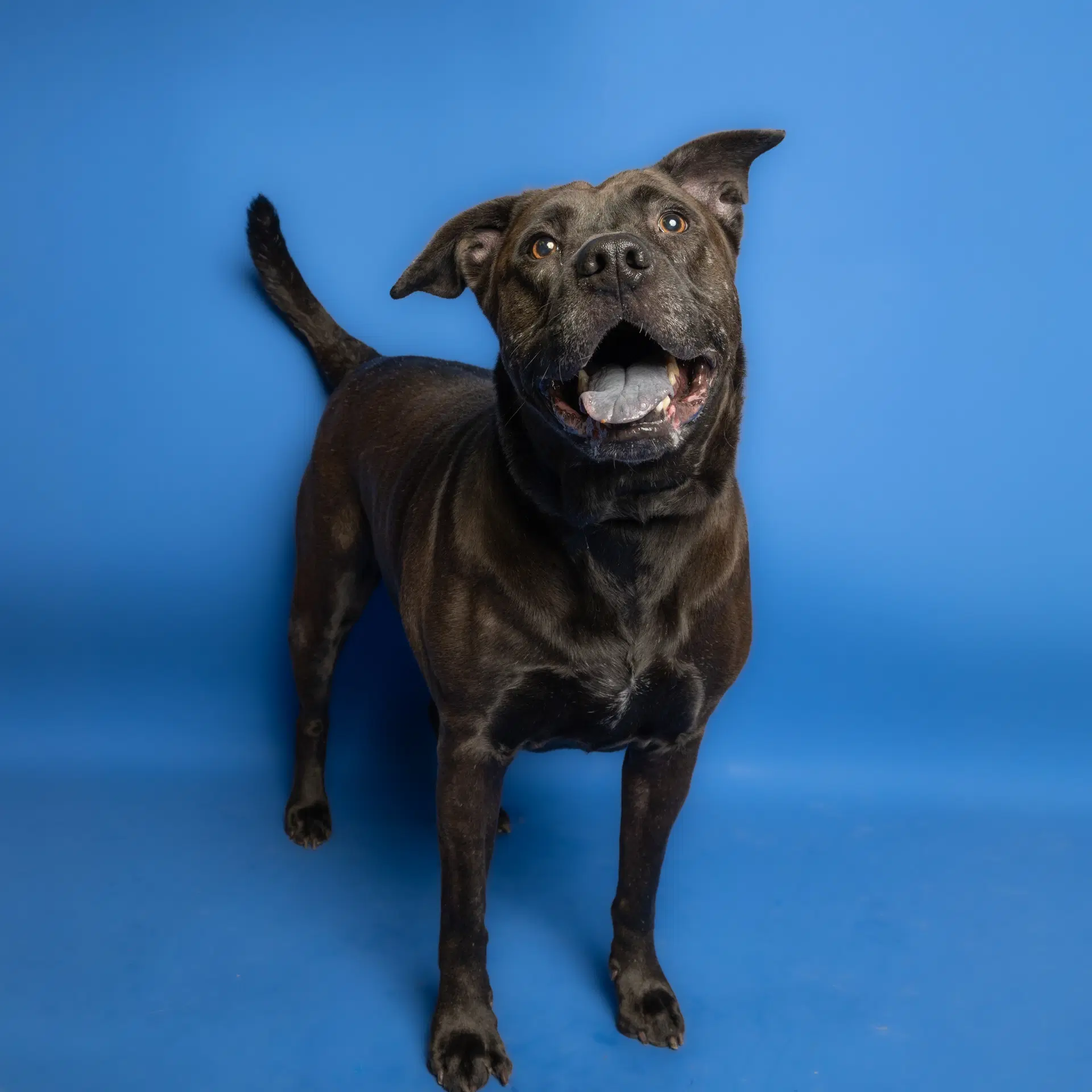 Hope - Pit Bull Terrier