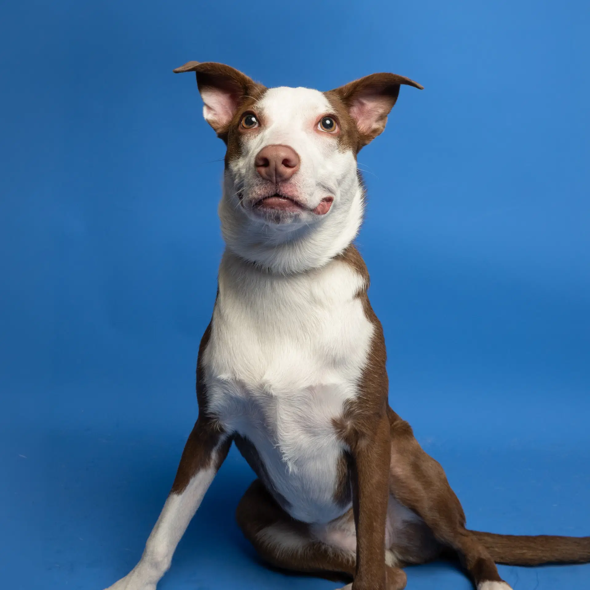 Wednesday - Australian Cattle Dog/Blue Heeler