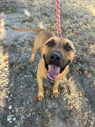 Curry, a dog for adoption from Friends of Rescue Animals