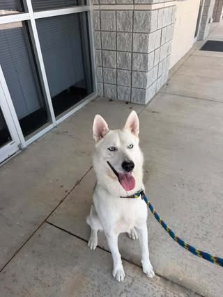 Bud, a dog for adoption from Friends of Rescue Animals