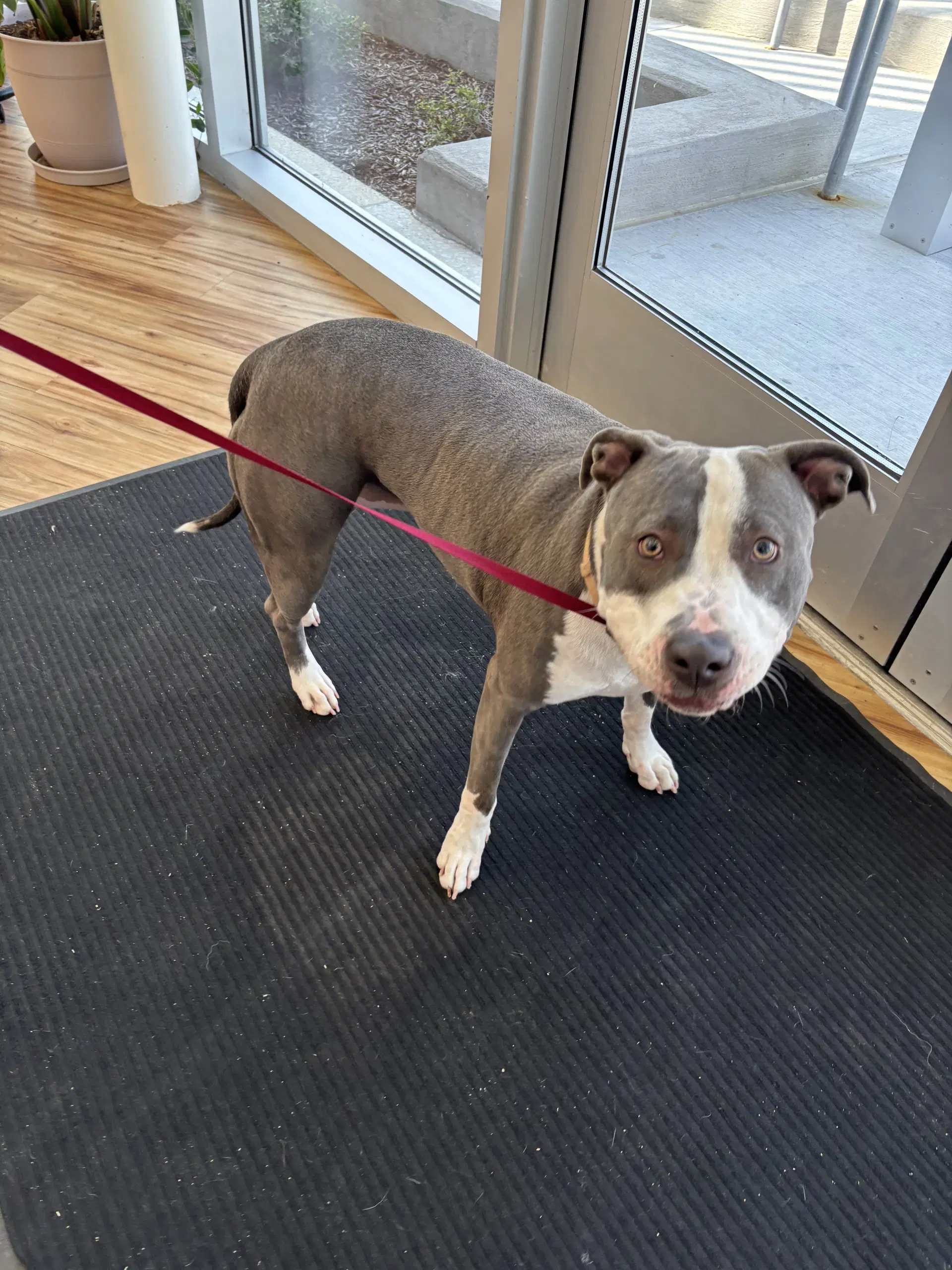 Nala - Pit Bull Terrier