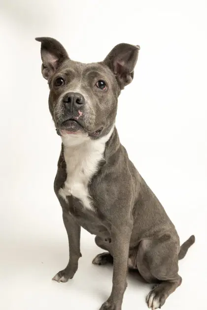 Abby - Pit Bull Terrier
