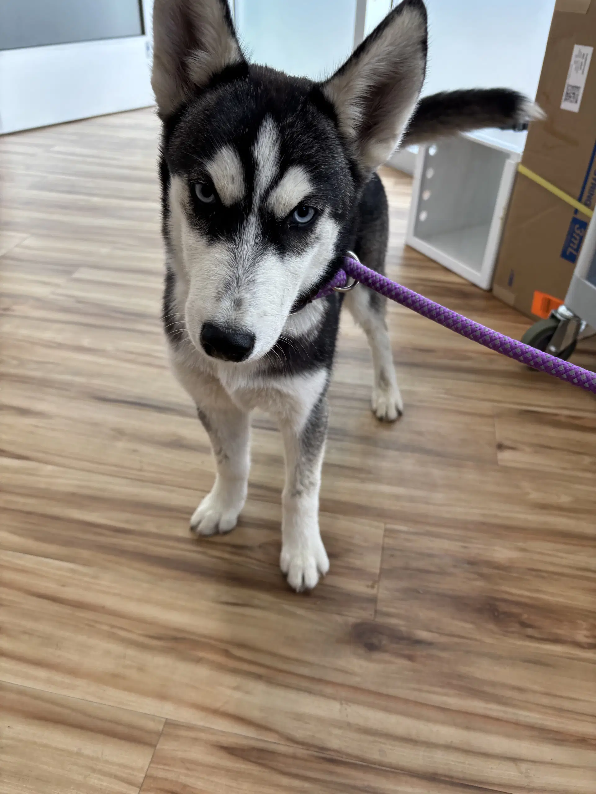 Taiga - Husky