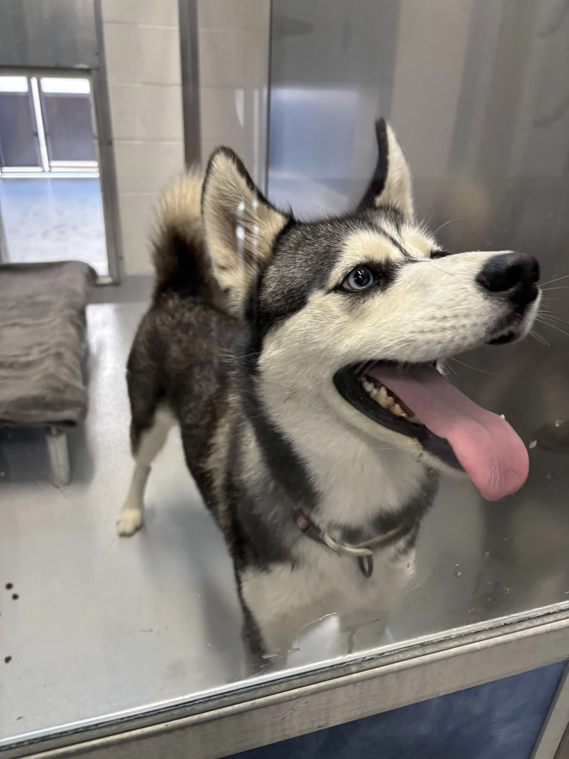 Aspen - Husky