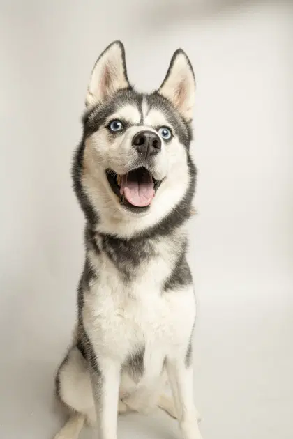 Aspen - Husky