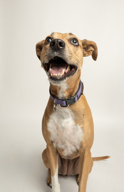 Bebe, a dog for adoption from Friends of Rescue Animals