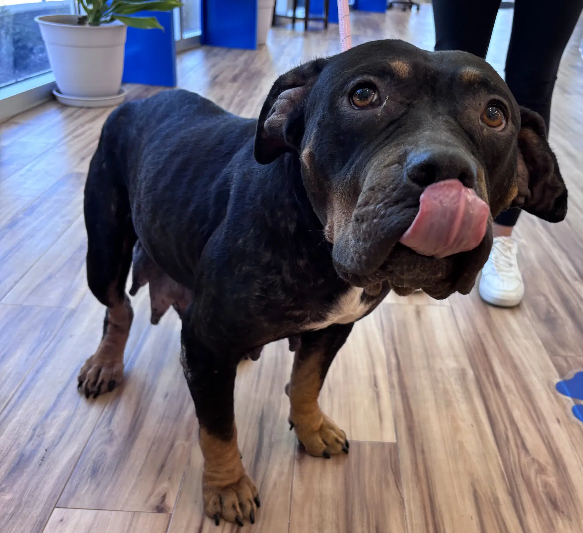 Pansy - Pit Bull Terrier