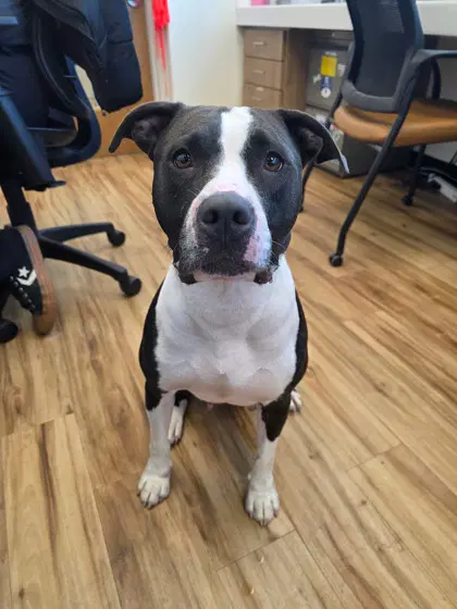 Cookie - Pit Bull Terrier