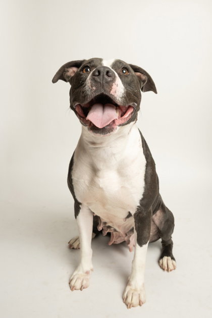 Cookie, a dog for adoption from Friends of Rescue Animals