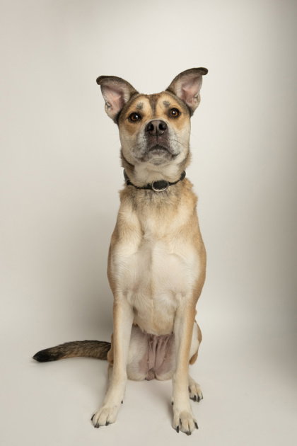Harley, a dog for adoption from Friends of Rescue Animals