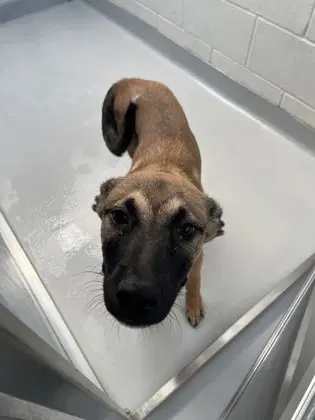 Bently - Belgian Shepherd Malinois