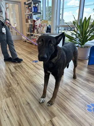 Rooster - Belgian Shepherd Malinois