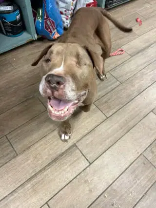Hayes - Pit Bull Terrier