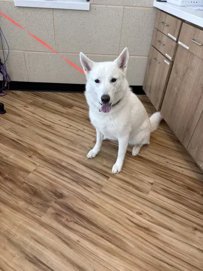 Molly - Husky
