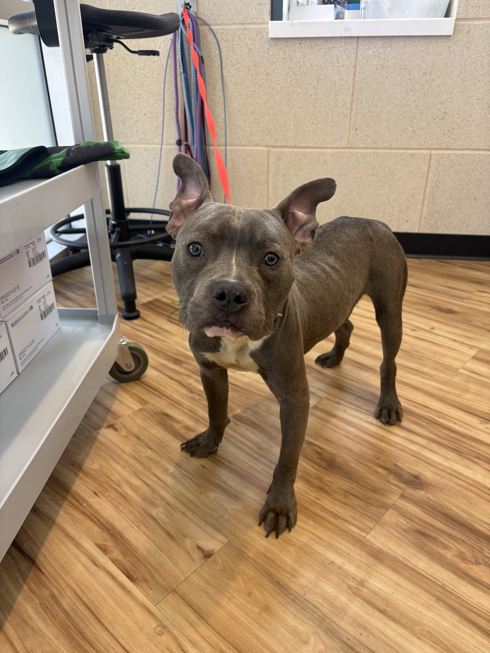 Rugby, Pit Bull Terrier