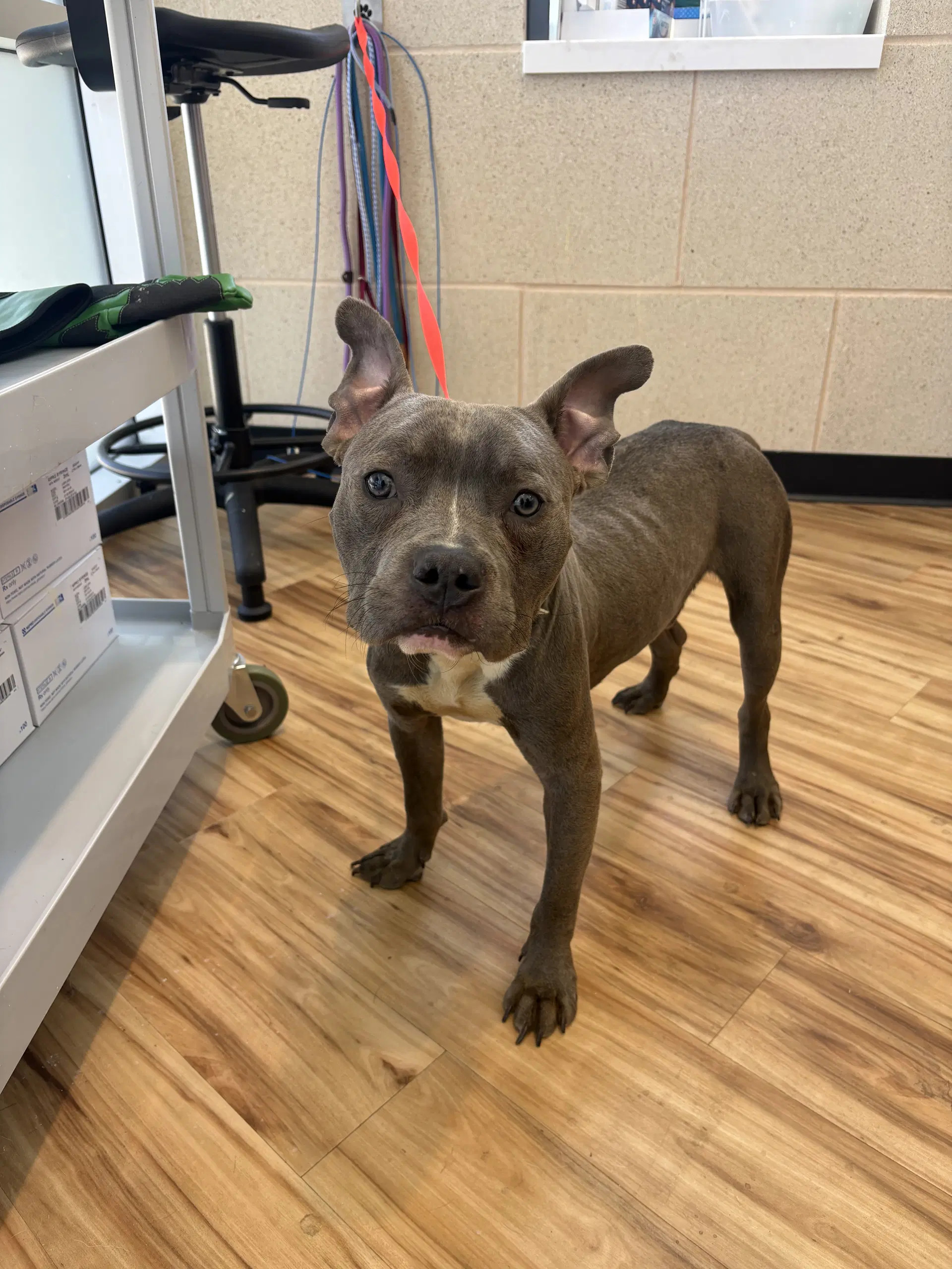 Rugby - Pit Bull Terrier