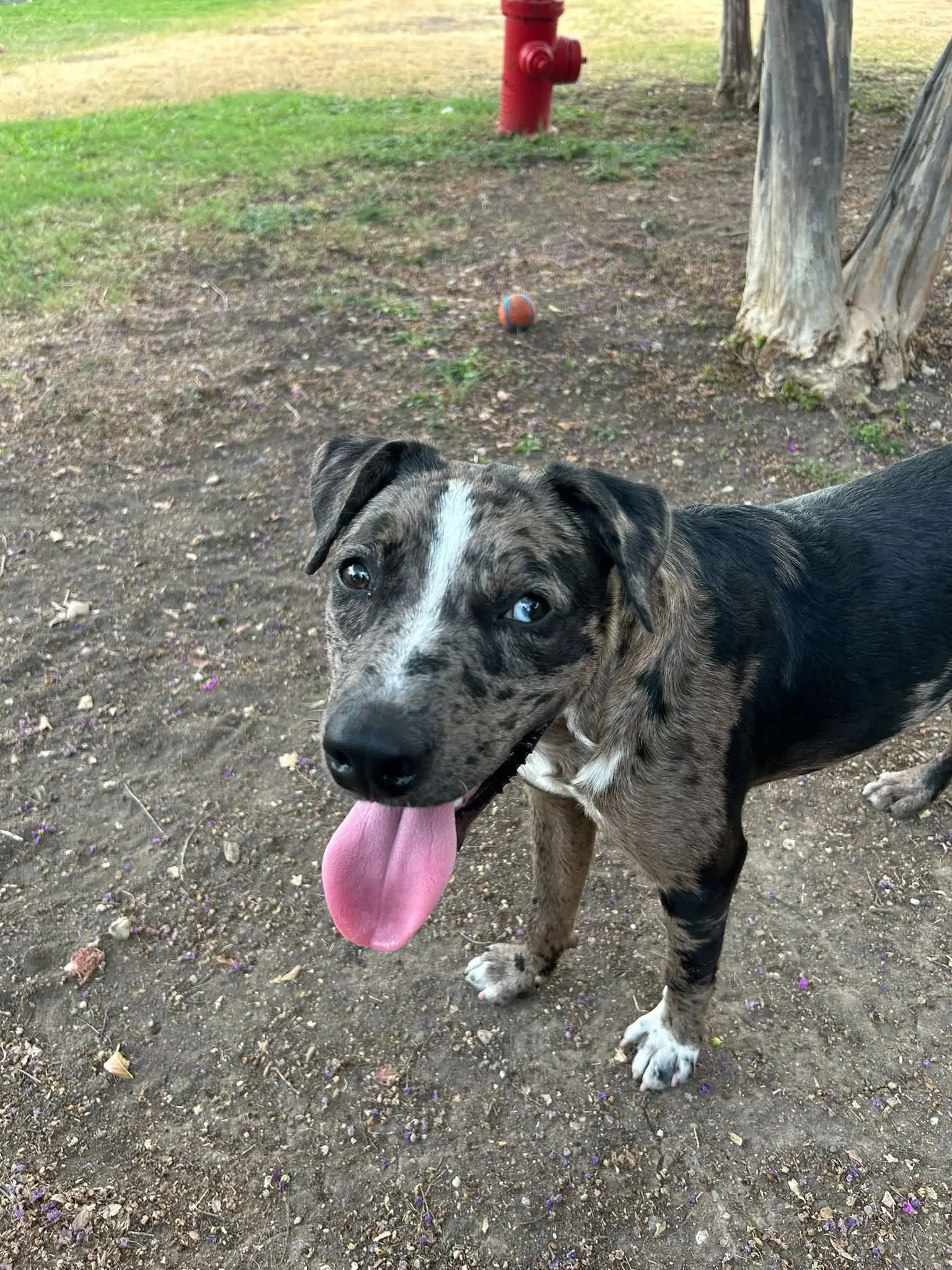 Raider - Catahoula Leopard Dog