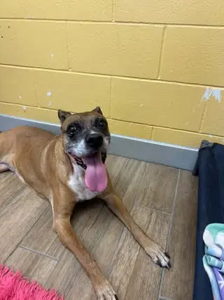 Charlie - Boxer