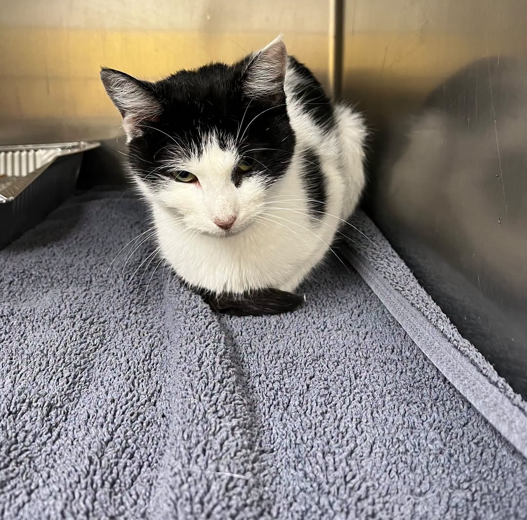 mudge, Domestic Short Hair