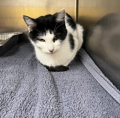 mudge, a cat for adoption from Friends of Rescue Animals