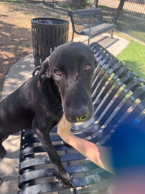 Bob, a dog for adoption from Friends of Rescue Animals