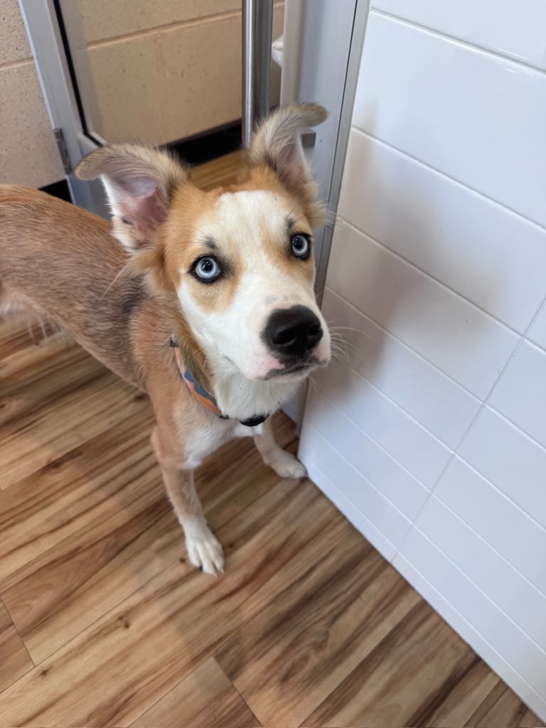 Moji