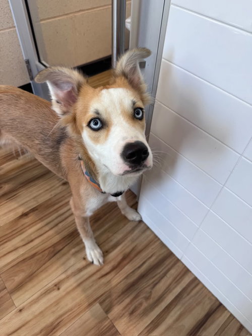 Moji, a dog for adoption from Friends of Rescue Animals