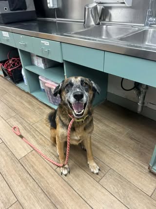 Edgar, a dog for adoption from Friends of Rescue Animals