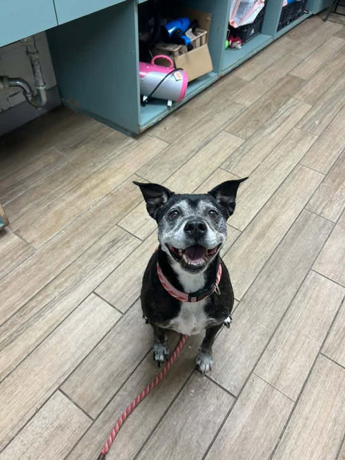 Gladys, a dog for adoption from Friends of Rescue Animals