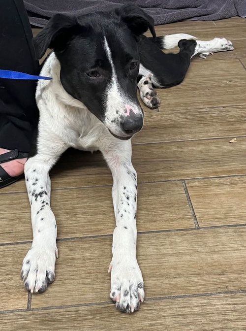 Penny, a dog for adoption from Friends of Rescue Animals