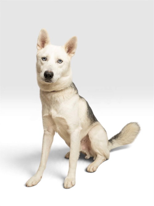 Bud, Husky / Mixed (short coat)