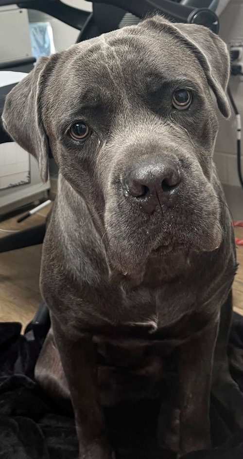 Connie, a dog for adoption from Friends of Rescue Animals