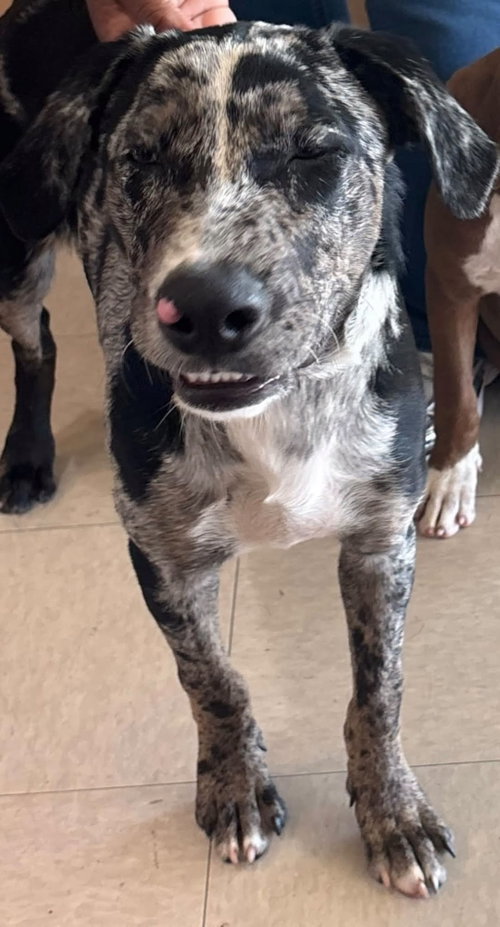 James, a dog for adoption from Friends of Rescue Animals