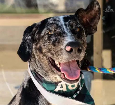 James - Catahoula Leopard Dog