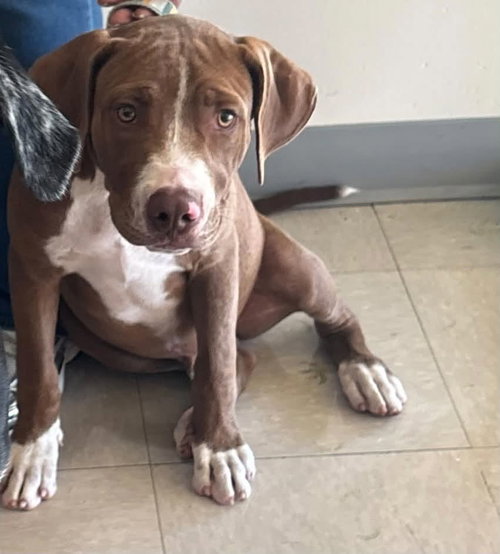 Jesse, a dog for adoption from Friends of Rescue Animals