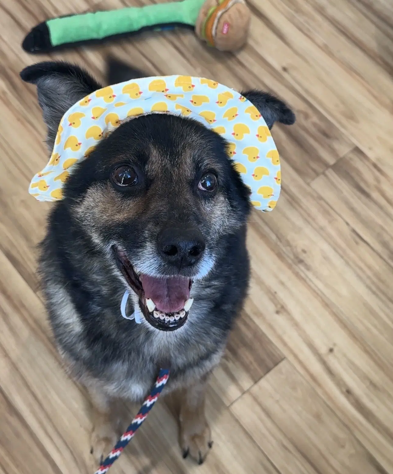 Orpheus Dakota - Australian Shepherd