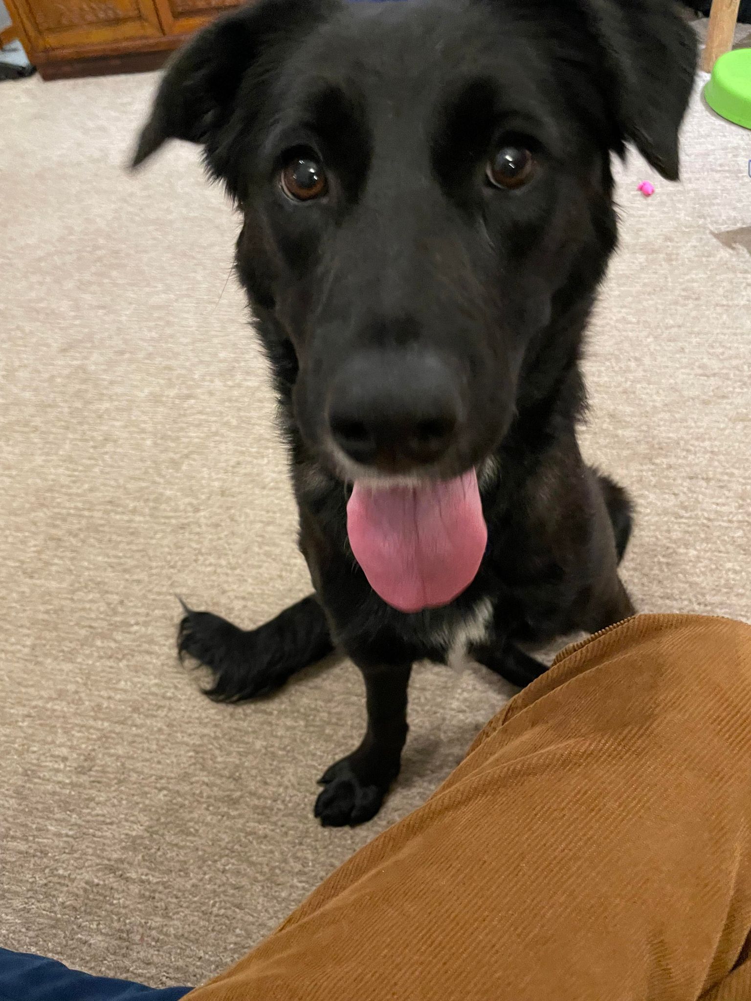 Dog for Adoption - Tinsel, a Black Labrador Retriever in Kalamazoo, MI ...