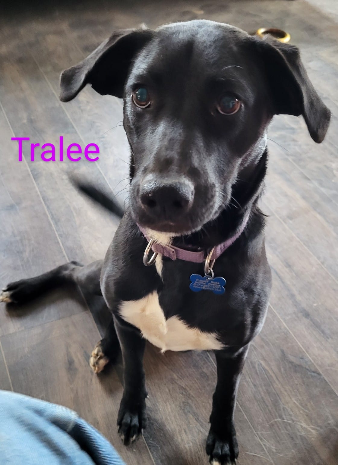 Dog for Adoption Tralee, a Black Labrador Retriever in Lawton, MI