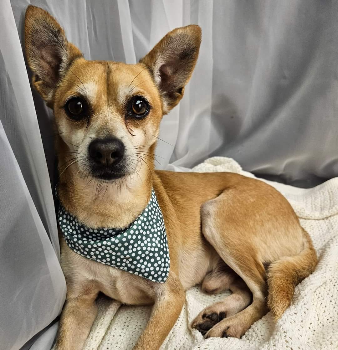 Dog for Adoption - Tito, a Chihuahua in Bellevue, MI | Alpha Paw