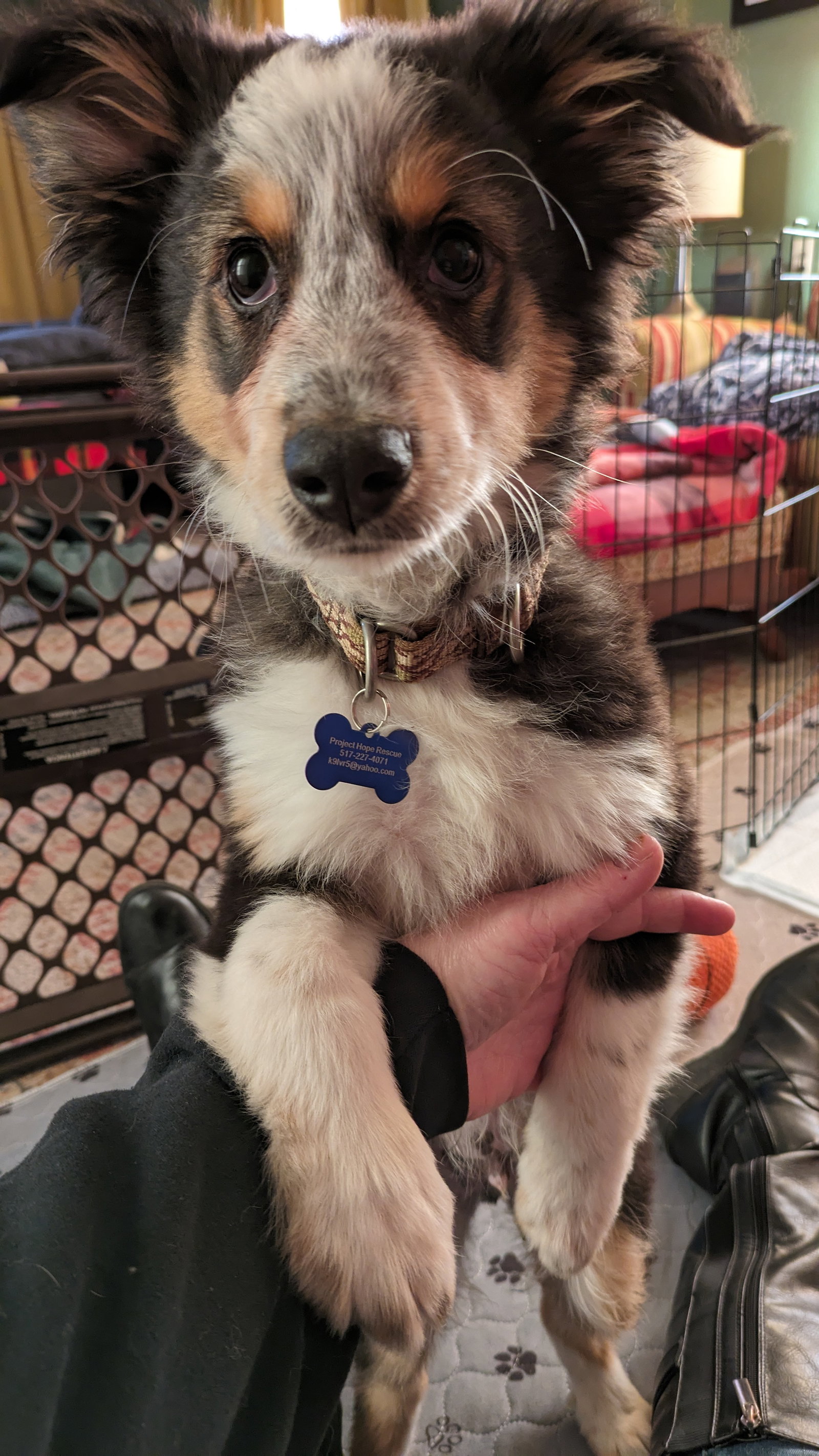 Dog for Adoption SCOUT, a Australian Shepherd in Marcellus, MI