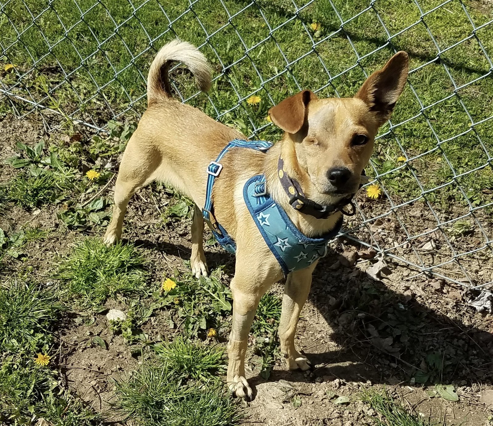 adoptable Dog in Coldwater, MI named NICK FURRY