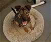 adoptable Dog in , MI named PEACE LILY
