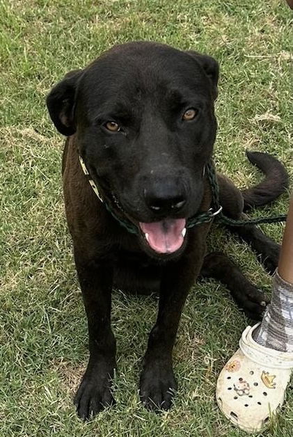 adoptable Dog in Coldwater, MI named RAM