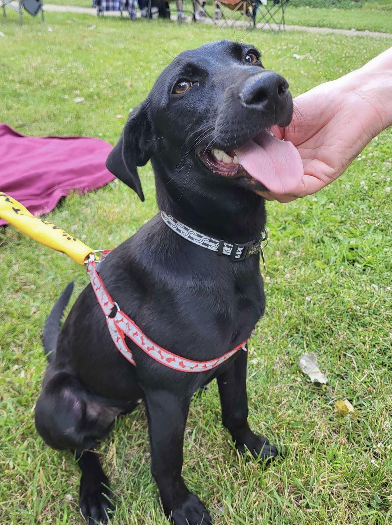 adoptable Dog in Coldwater, MI named PARIS