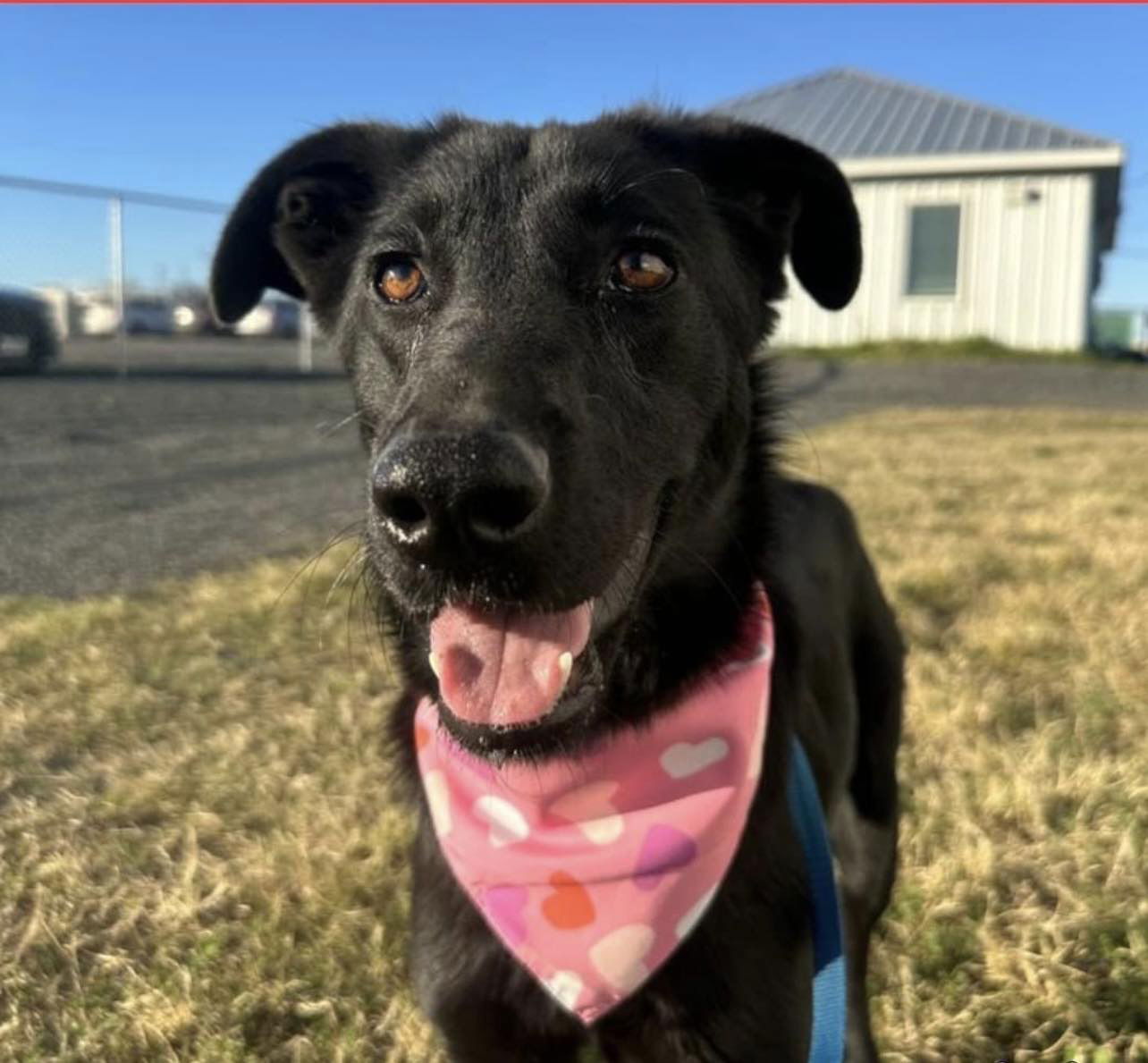 adoptable Dog in Coldwater, MI named MARTINI