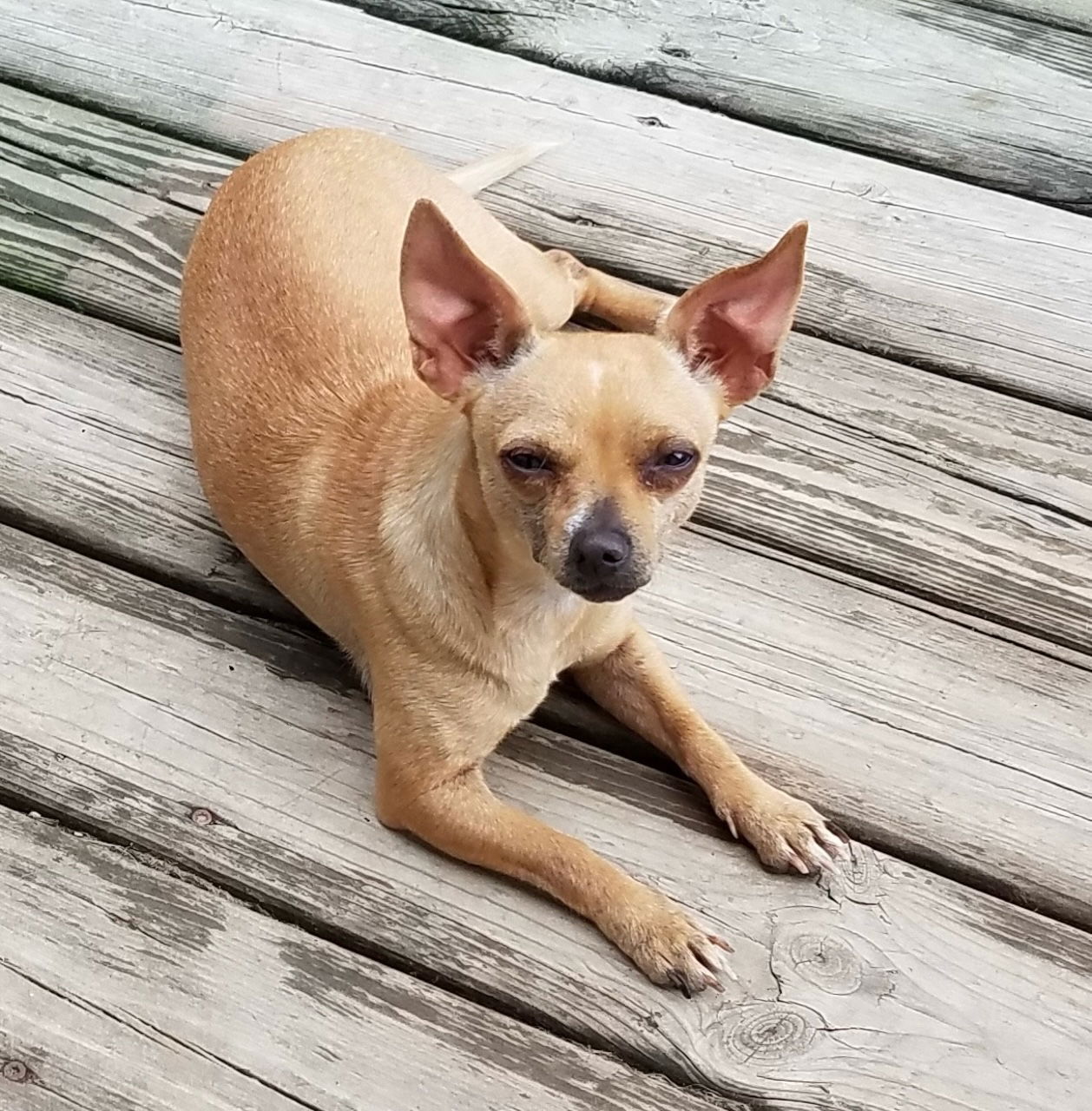 adoptable Dog in Coldwater, MI named QUEENIE